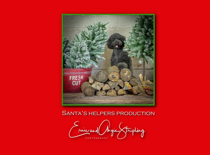 Gallery photo 1 of Bigger than Life REAL Beard Santa