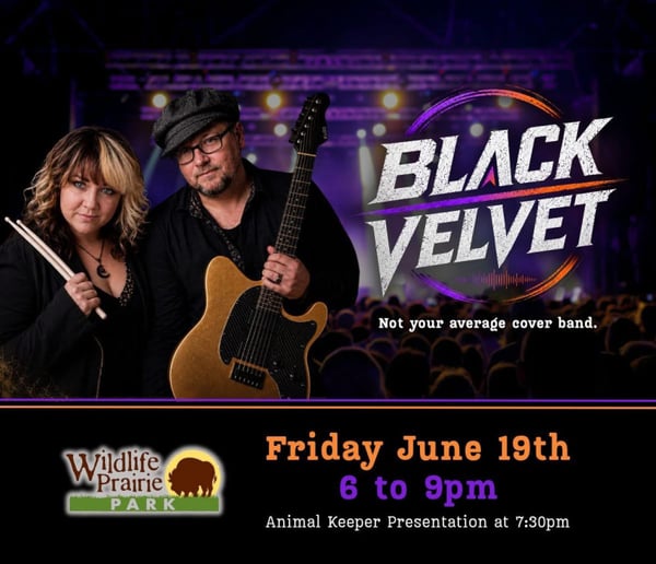 Gallery photo 5 of Black Velvet