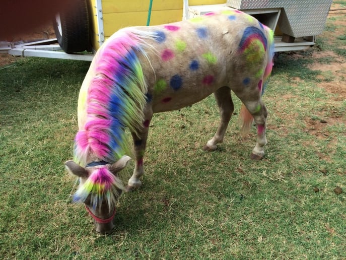 Gallery photo 7 of Boots and Bows Pony Parties