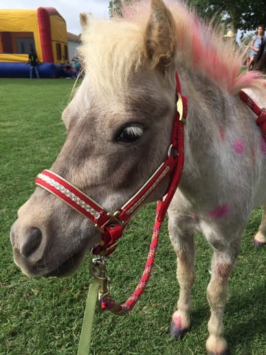 Gallery photo 9 of Boots and Bows Pony Parties