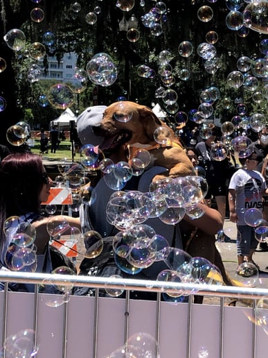 Gallery photo 10 of Bubble Bus Orlando