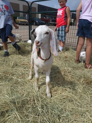 Gallery photo 1 of Buffalo Mobile Petting Zoo