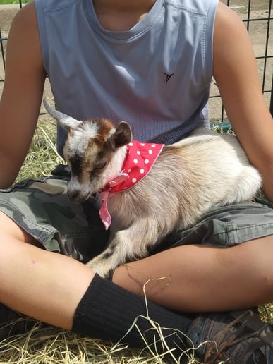 Gallery photo 2 of Buffalo Mobile Petting Zoo