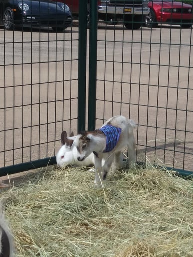 Gallery photo 5 of Buffalo Mobile Petting Zoo