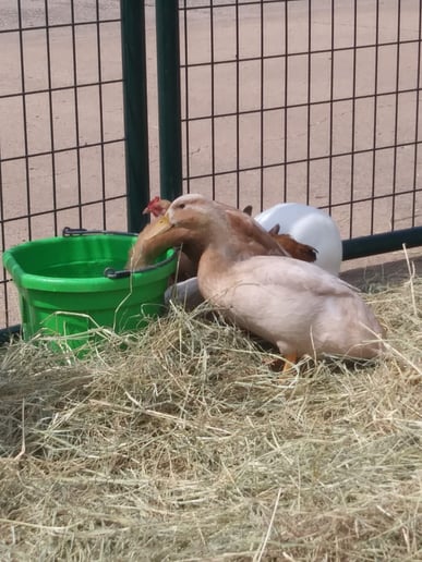 Gallery photo 6 of Buffalo Mobile Petting Zoo