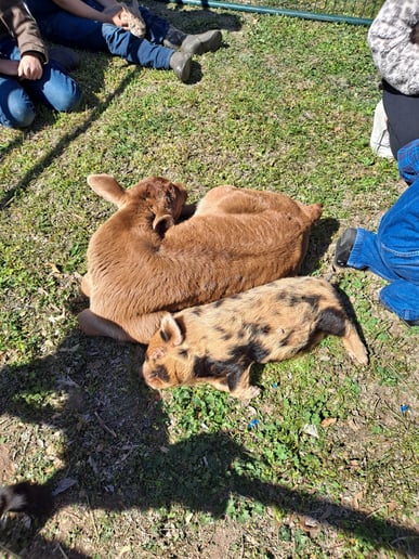 Gallery photo 7 of Buffalo Mobile Petting Zoo