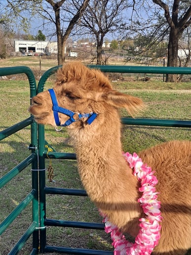 Gallery photo 8 of Buffalo Mobile Petting Zoo