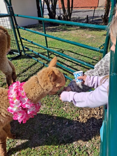 Gallery photo 9 of Buffalo Mobile Petting Zoo