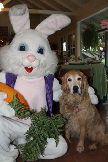 Gallery photo 1 of BunnyVisits