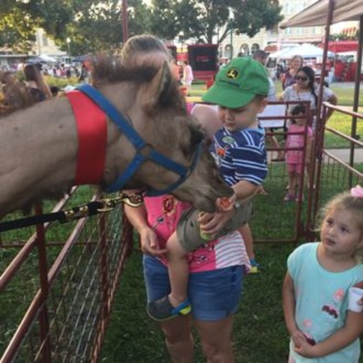 Gallery photo 1 of Carriages Camels and Critters LLC