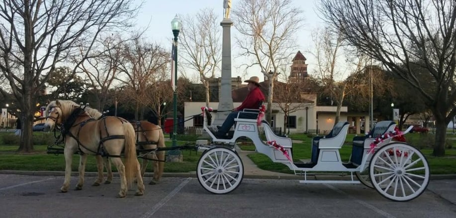 Gallery photo 3 of Carriages Camels and Critters LLC