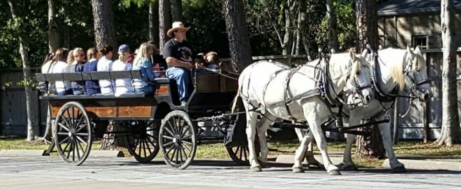 Gallery photo 6 of Carriages Camels and Critters LLC