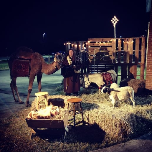 Gallery photo 10 of Carriages Camels and Critters LLC