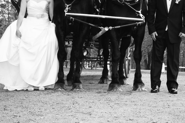 Gallery photo 6 of Cinderella Carriage LLC