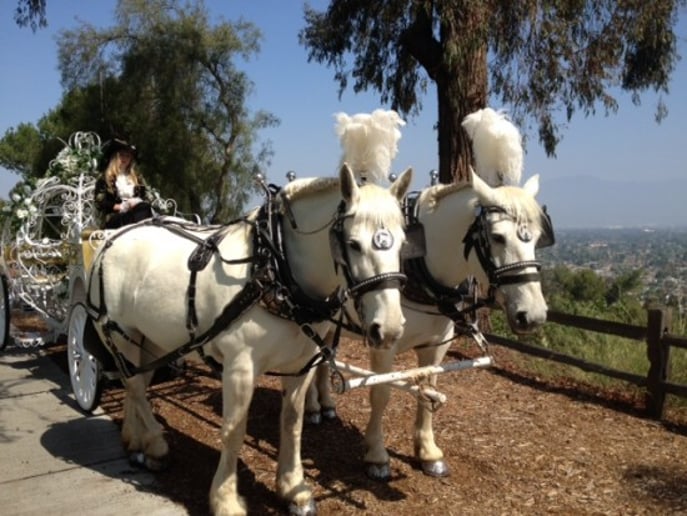 Gallery photo 6 of Cindy Cinderella Carriages
