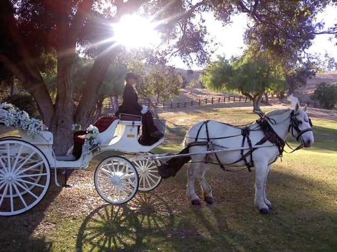 Gallery photo 5 of Cindy Cinderella Carriages