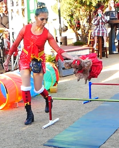 Gallery photo 12 of Circo Etereo