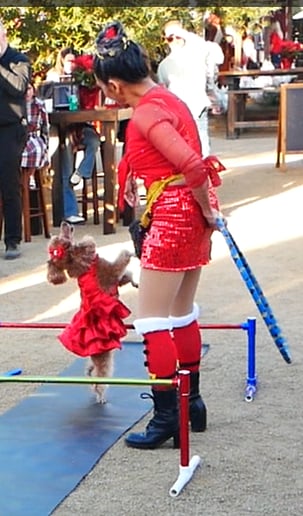 Gallery photo 1 of Circo Etereo