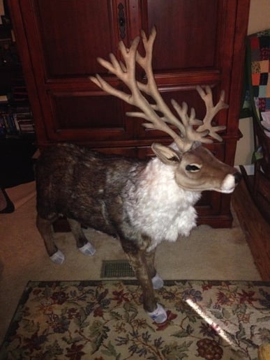 Gallery photo 28 of Classic Claus