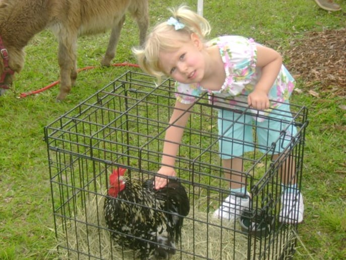 Gallery photo 5 of Cock-A-Doodle-Doo Farms