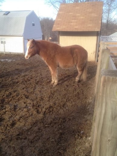 Gallery photo 1 of Cowboy Barry and Dandy