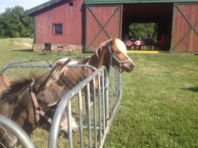 Gallery photo 3 of Cowboy Critters Petting Zoo & Pony Rides