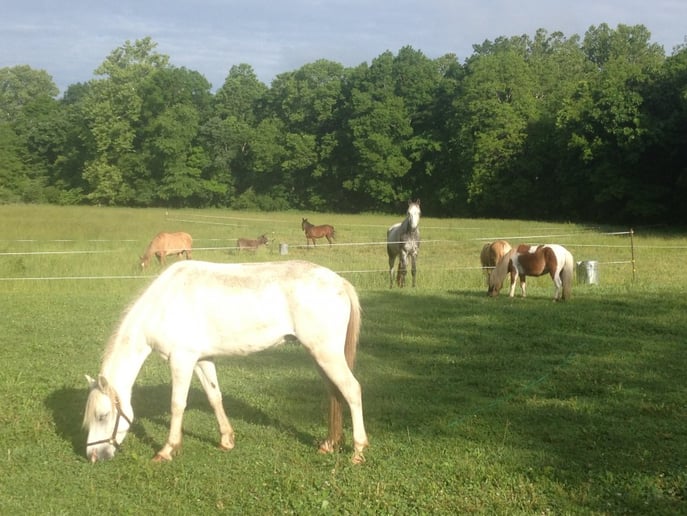 Gallery photo 6 of Cowboy Critters Petting Zoo & Pony Rides