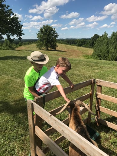 Gallery photo 7 of Cowboy Critters Petting Zoo & Pony Rides