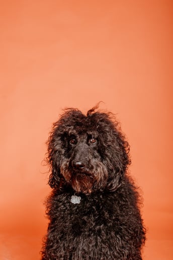 Gallery photo 2 of James Isaac Jones Photography