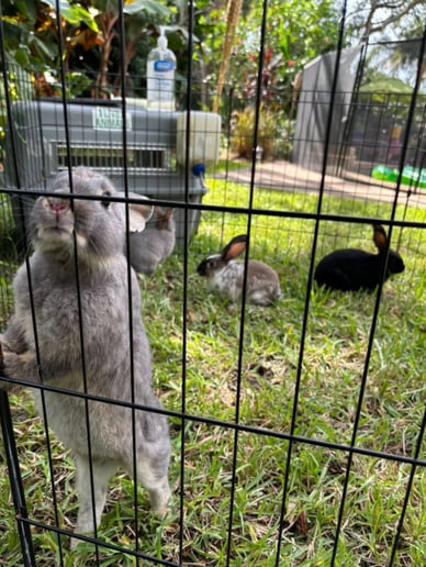Gallery photo 3 of Critters on Call (Sheehan Homestead LLC)