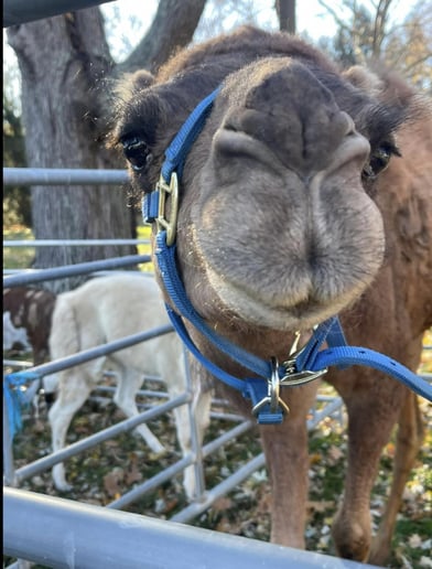Gallery photo 1 of C&T Camels LLC