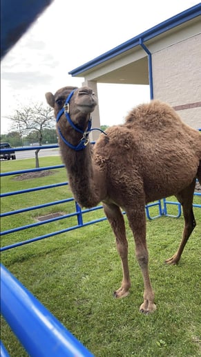 Gallery photo 3 of C&T Camels LLC