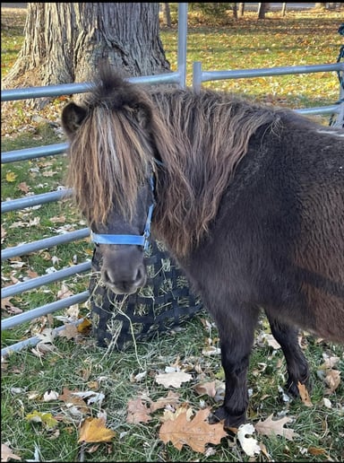 Gallery photo 4 of C&T Camels LLC