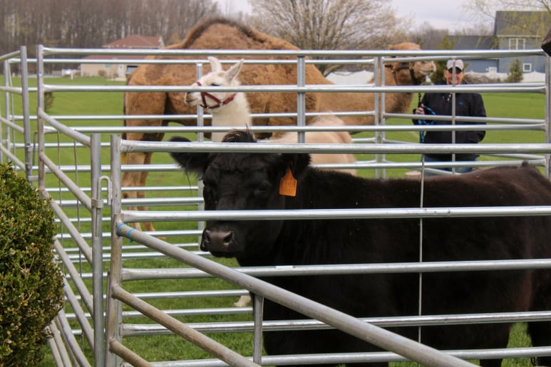 Gallery photo 5 of C&T Camels LLC