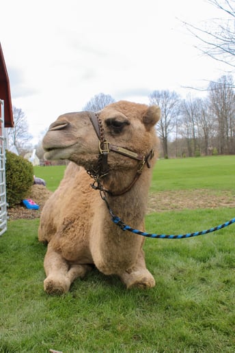 Gallery photo 6 of C&T Camels LLC