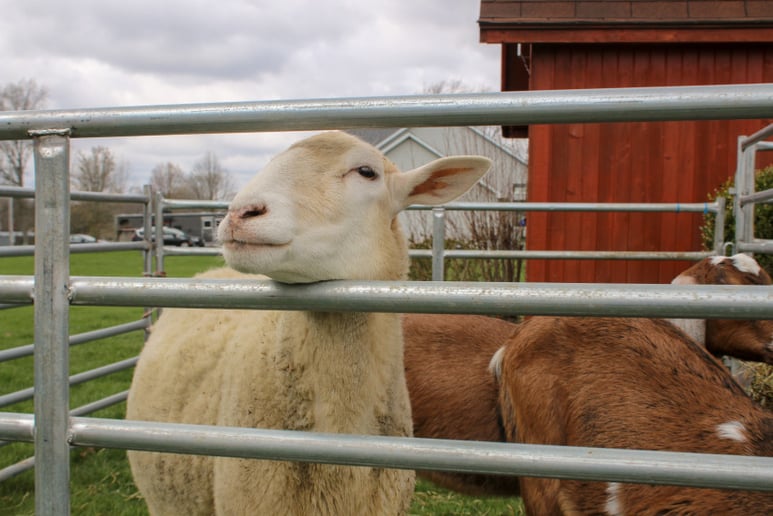 Gallery photo 8 of C&T Camels LLC