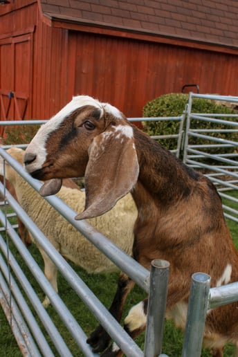 Gallery photo 9 of C&T Camels LLC