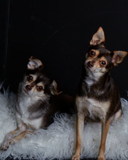 Gallery photo 9 of David Dominick Photography