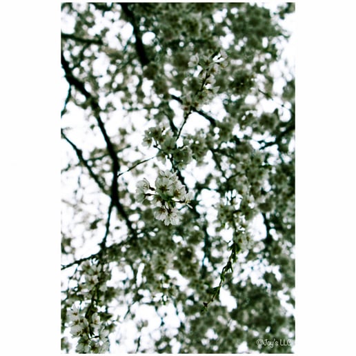 Gallery photo 10 of Developed_by_Joysllcs