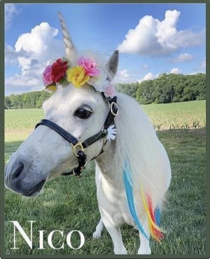 Gallery photo 2 of Party Girl Pony Rides
