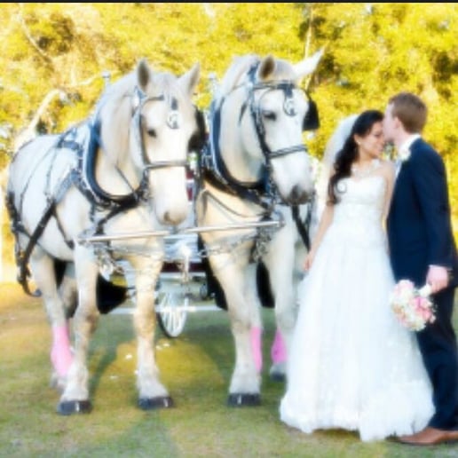 Gallery photo 1 of Downtown Horse and Carriage