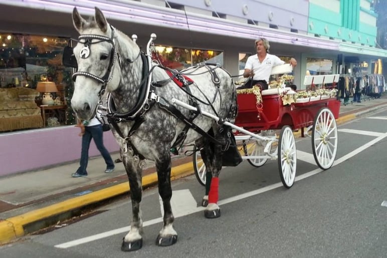 Gallery photo 8 of Downtown Horse and Carriage