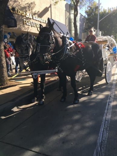 Gallery photo 28 of Dream Catchers Carriages