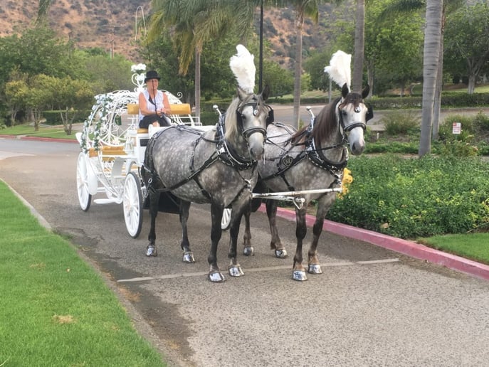 Gallery photo 26 of Dream Catchers Carriages