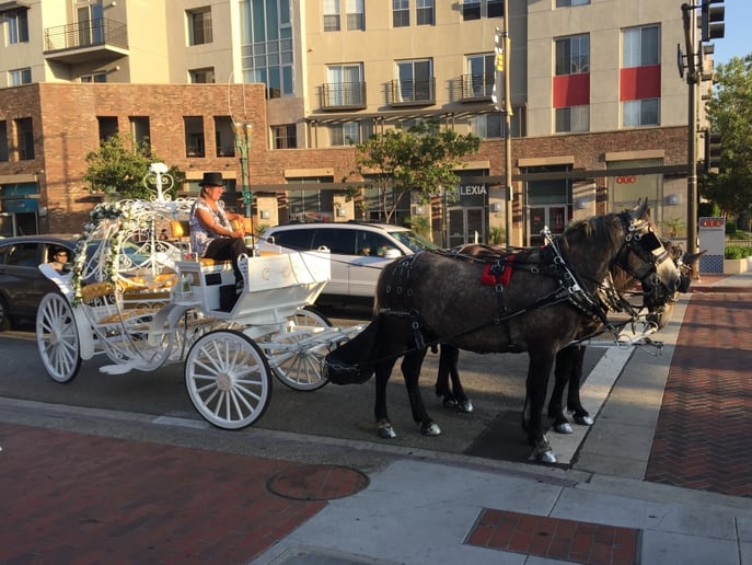 Gallery photo 24 of Dream Catchers Carriages