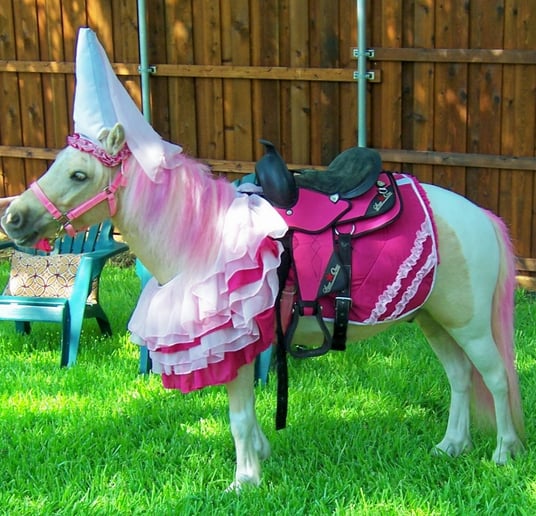 Gallery photo 1 of Dreamcatcher Carriage & Party Ponys