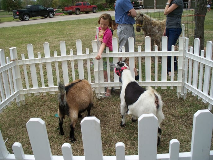 Gallery photo 7 of Dreamcatcher Carriage & Party Ponys