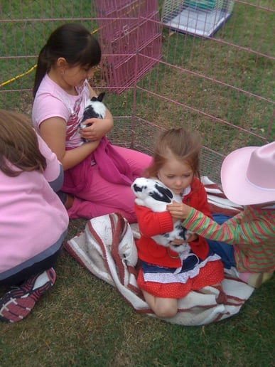 Gallery photo 10 of Dreamcatcher Carriage & Party Ponys