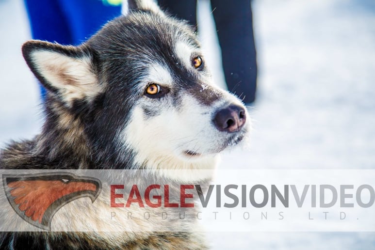Gallery photo 2 of Eagle Vision Video Productions Ltd.