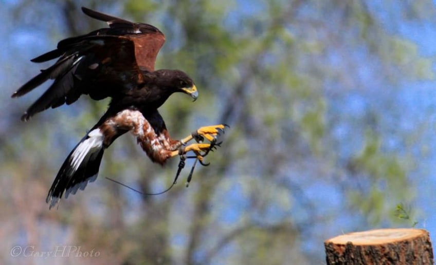 Gallery photo 2 of EarthWings Bird Shows